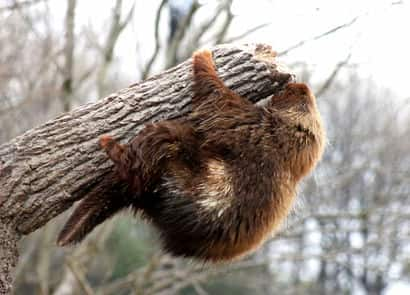 動物図鑑・カナダヤマアラシ